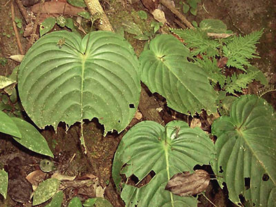 Monophyllaea sp Pahang