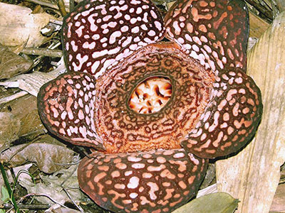 Rafflesia pricei Poring Hot Springs