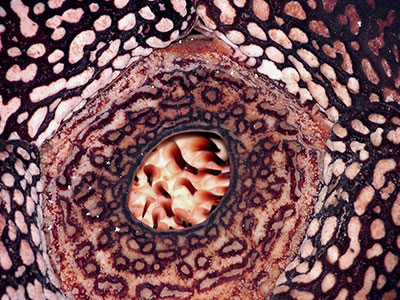 Rafflesia pricei closeup