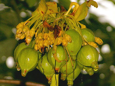 The Flora of the Malay Pensinula and Borneo
