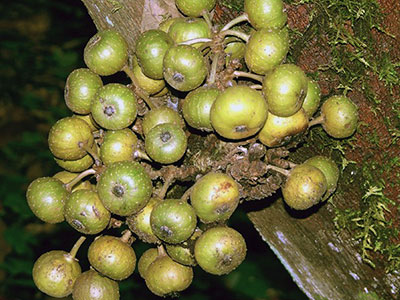 Ficus sp cauliflorous Rimba