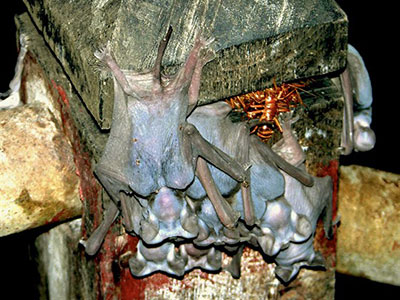Bats in Deer Cave Sarawak