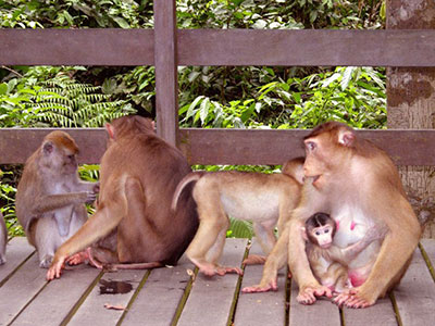 Macaques at Sepilok