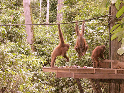 Young orangs on platform at Sepilok