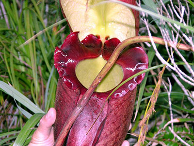 Nepenthes rajah Mesilau valley