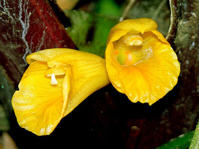 Bosenbergia sp Kinabalu