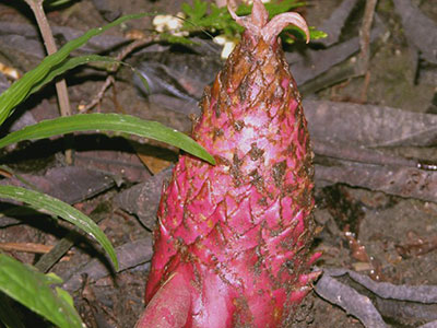 Zingiber pseudopungens  Kinabalu park 1