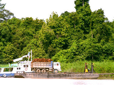 Barge on Sandican river with oil palm fruit