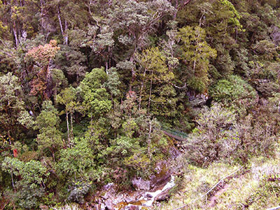 Mesilau nepenthes valley