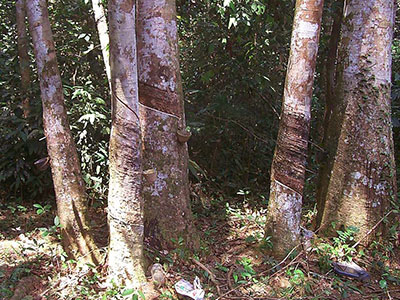 More rubber tapping in temong