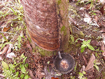 Rubber tapping in Malaysia and Borneo