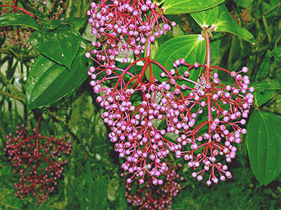 Medinilla speciosa from Mt Kinabalu