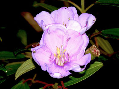 Melastoma species Kinabalu Park