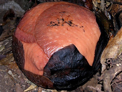 Rafflesia tuanmudae